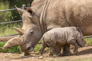 Erika and Eesha the rhino