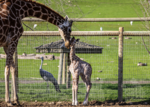 giraffe and baby