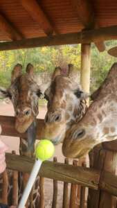 Ellie Gressman with Giraffes