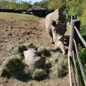 Otto the Rhino