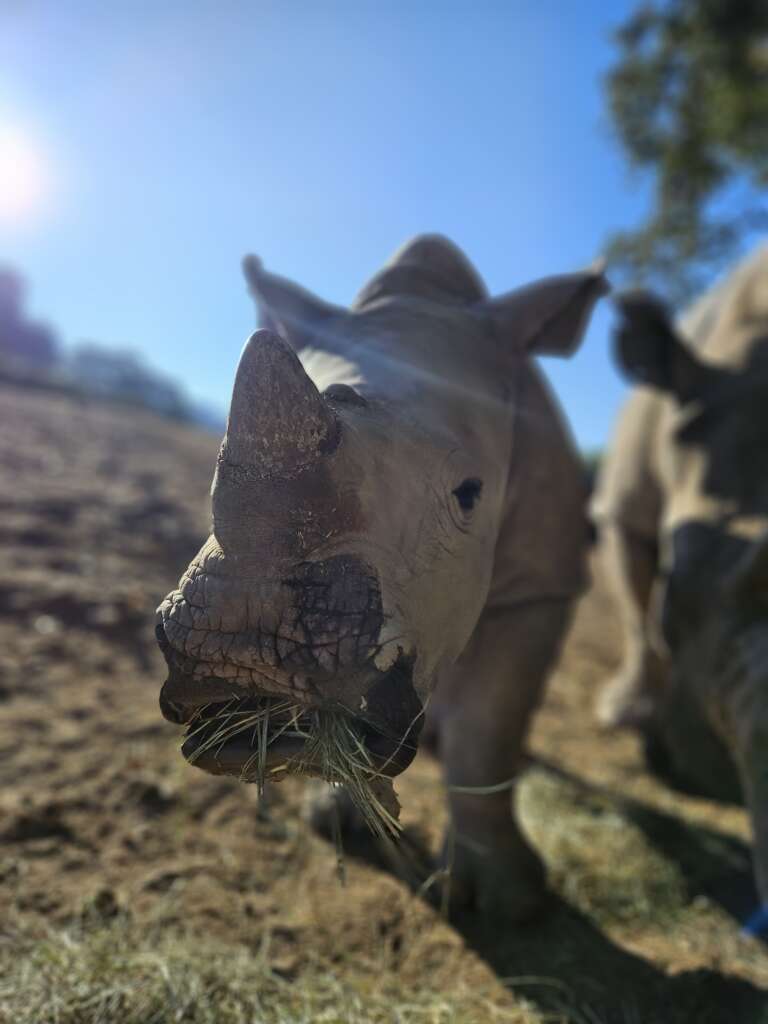 Otto the Rhino