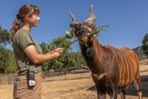 Erica with a Bongo