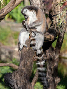 Ring-tailed Lemur Mom and Baby