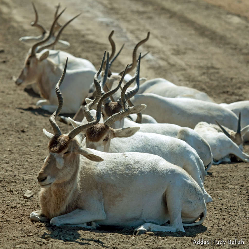 Addax
