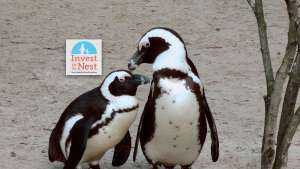 African Penguins Invest in the Nest