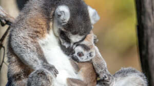 Post hero image baby ring tailed lemur