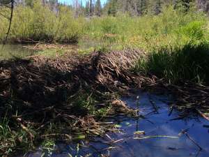 Beaver Pond
