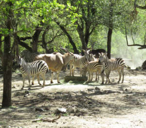 zebra and eland