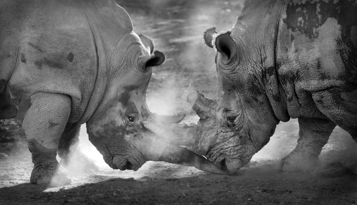 Rhinos