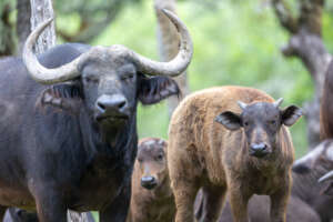 cape buffalo family