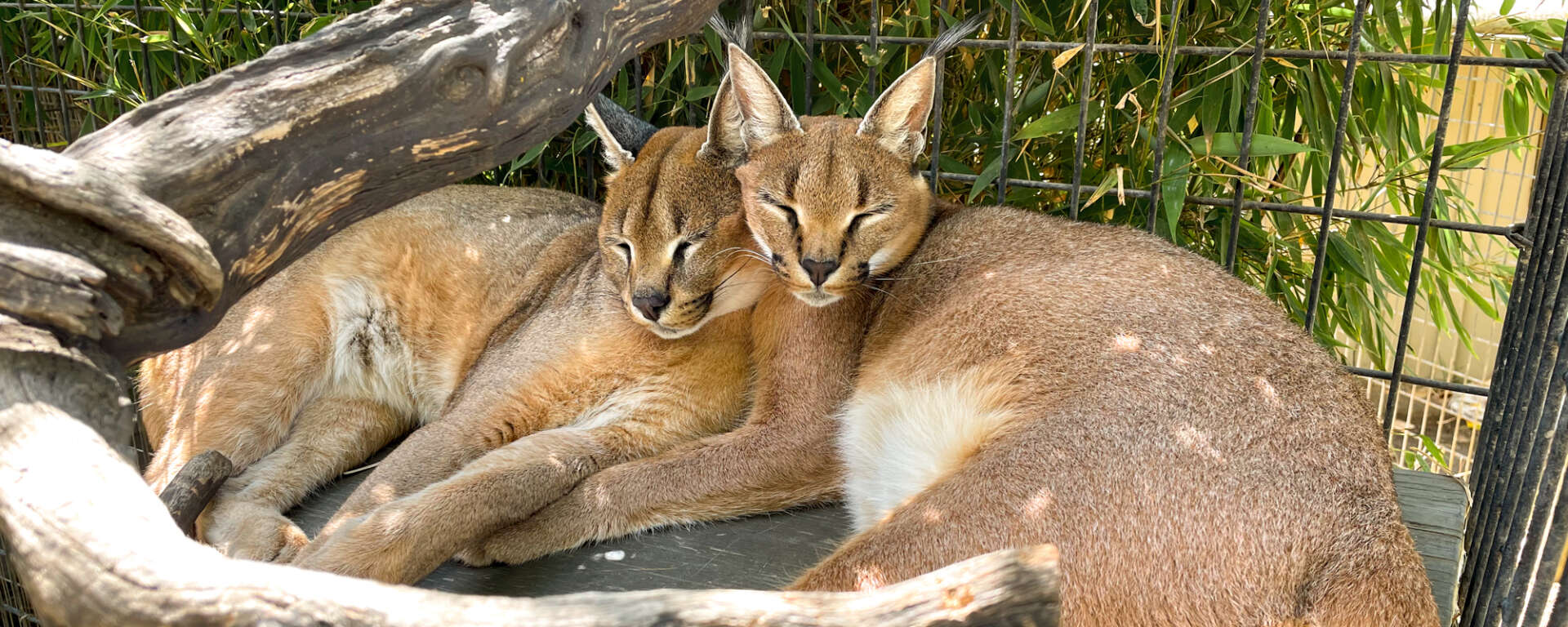 Caracals