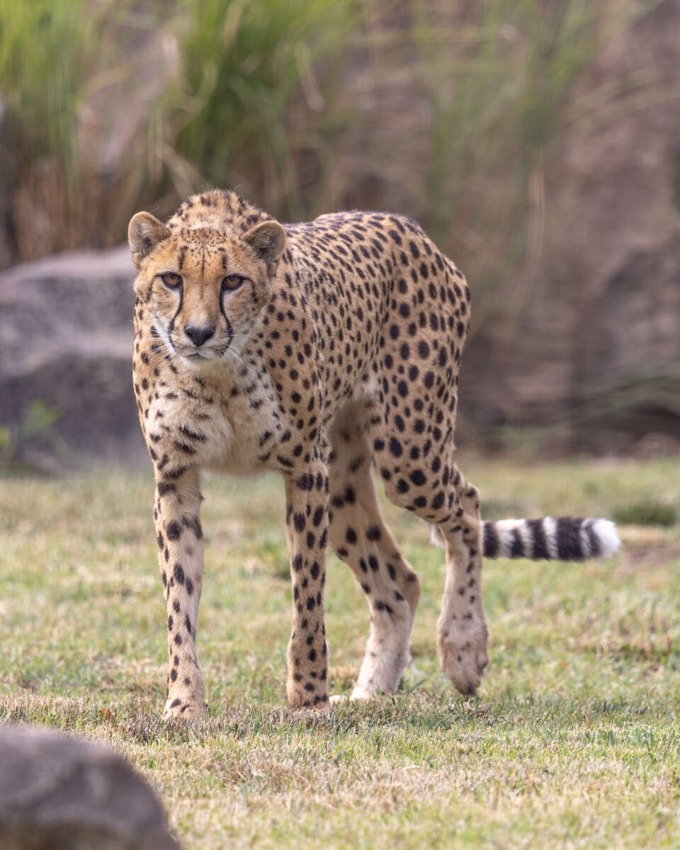 Adult female cheetah