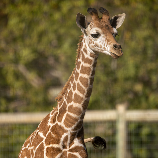 giraffe