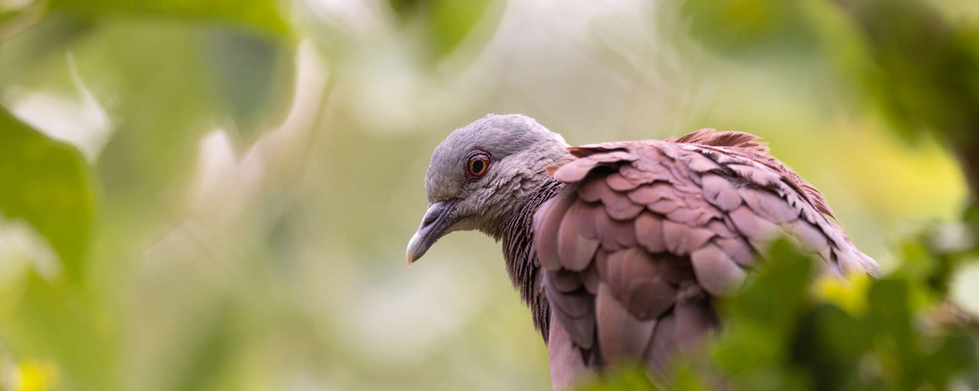 Madagascar turtle dove