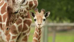 Dubs Giraffe MVP