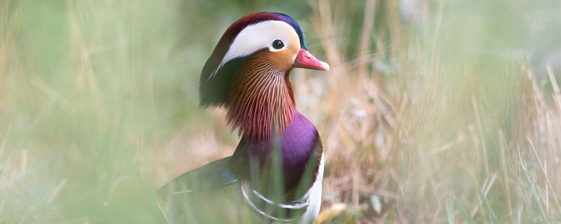 male mandarin duck cover