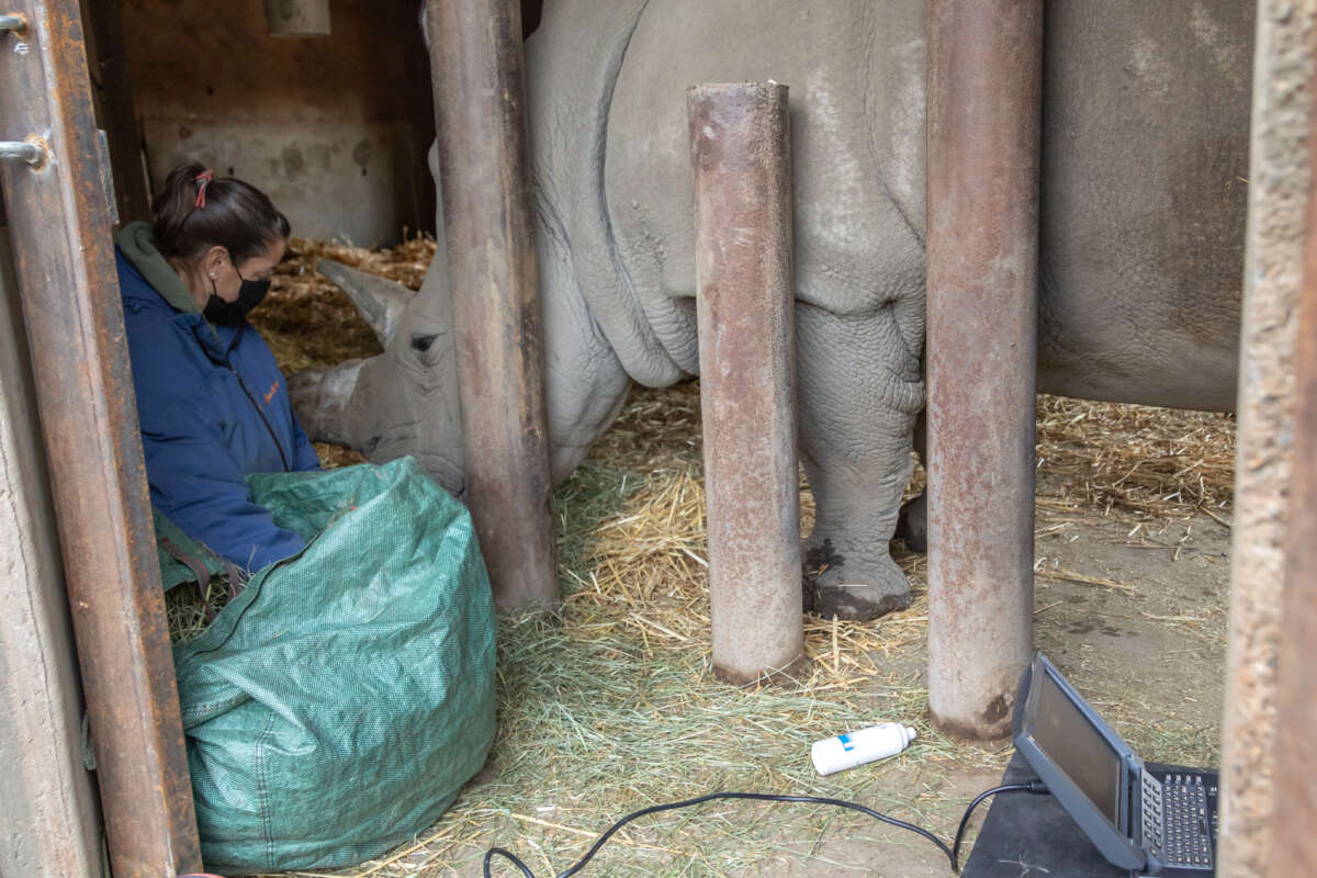 Lori with rhino