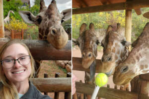 Ellie Gressman and Giraffes
