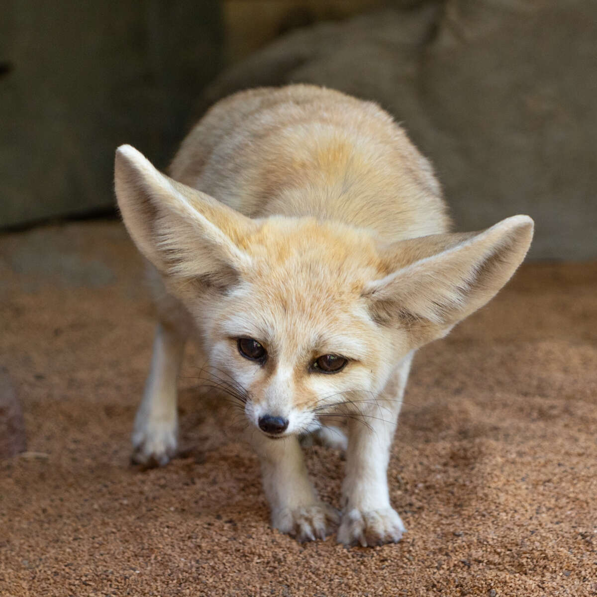 Adult female fennec fox