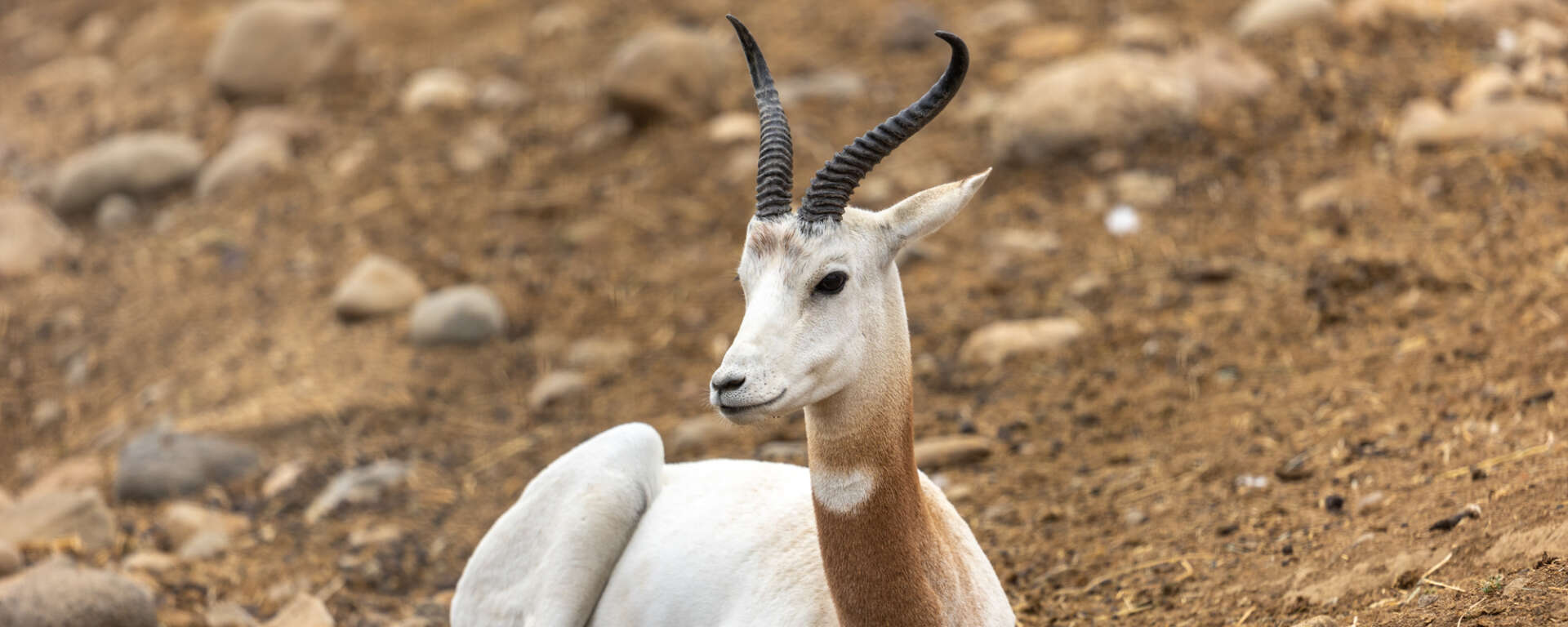 dama gazelle cover 2