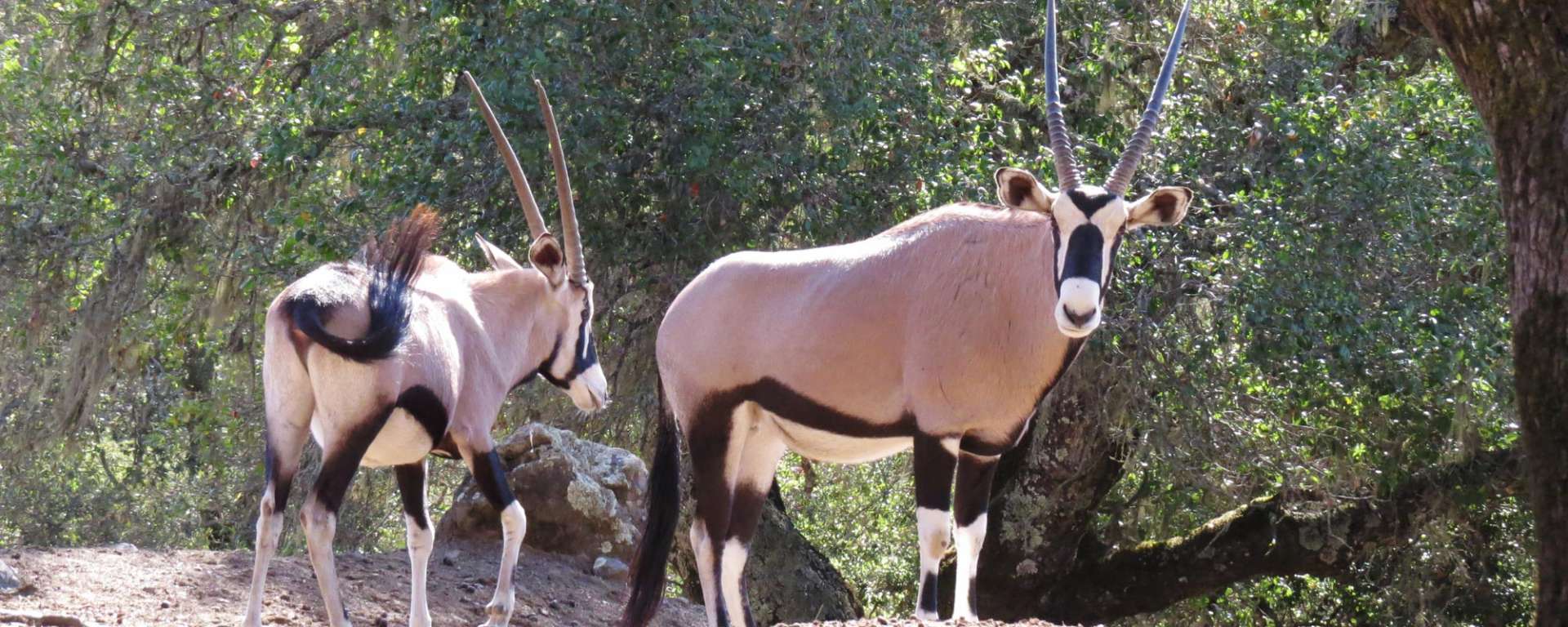 Gemsbok