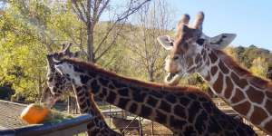 Giraffes and Pumpkins