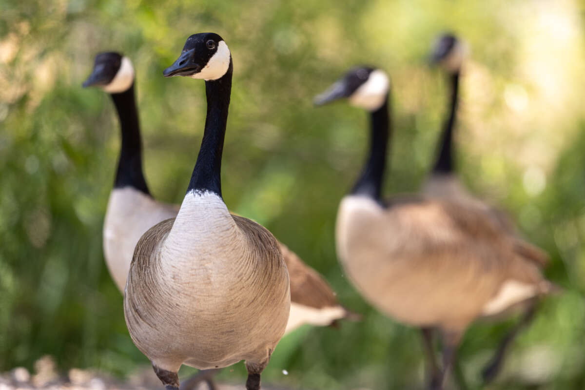 Canadian Goose