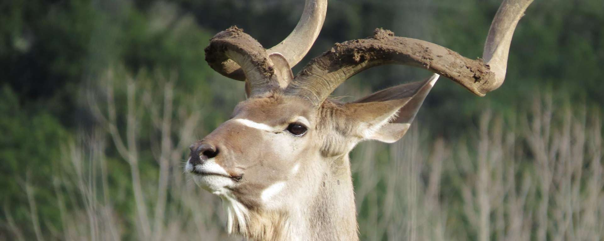 Greater Kudu