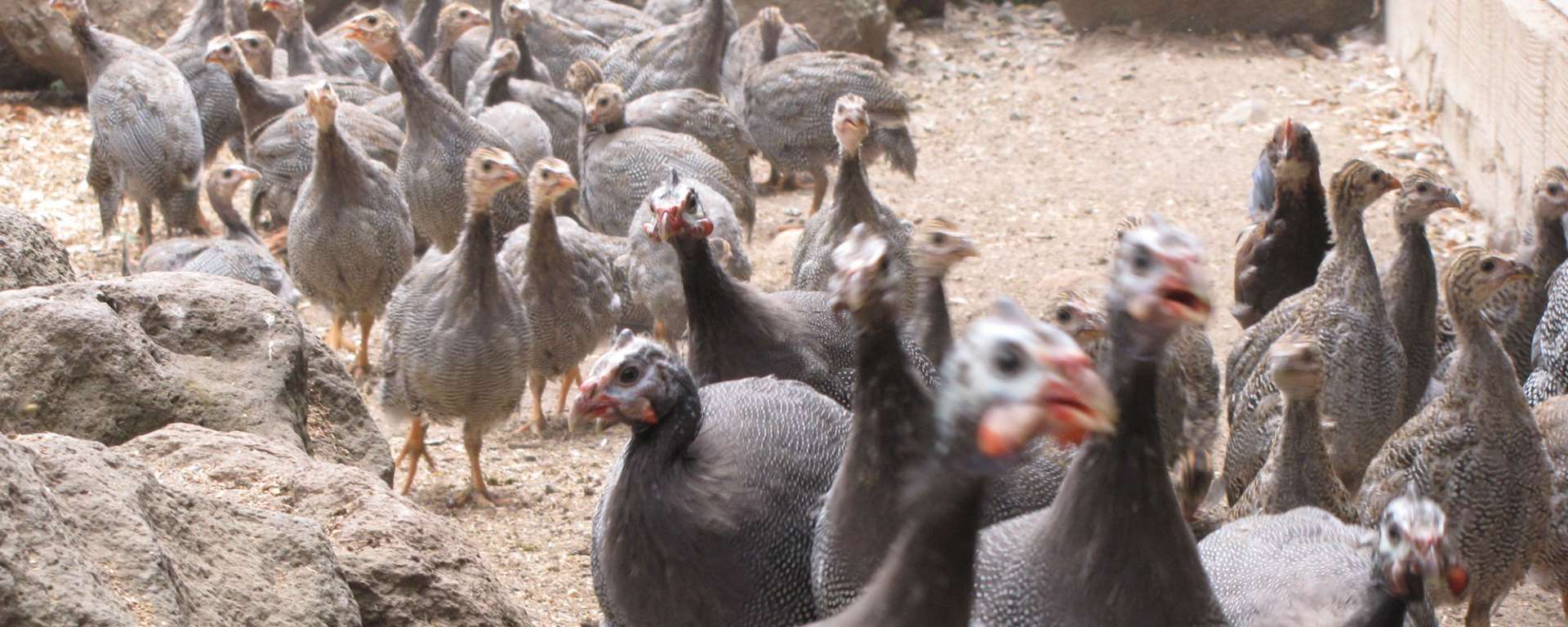 Helmeted Guinea Fowl