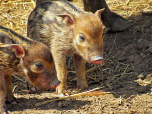 red river hog hoglet