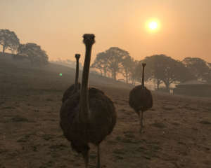 Ostriches smoke by Jenny Sloat