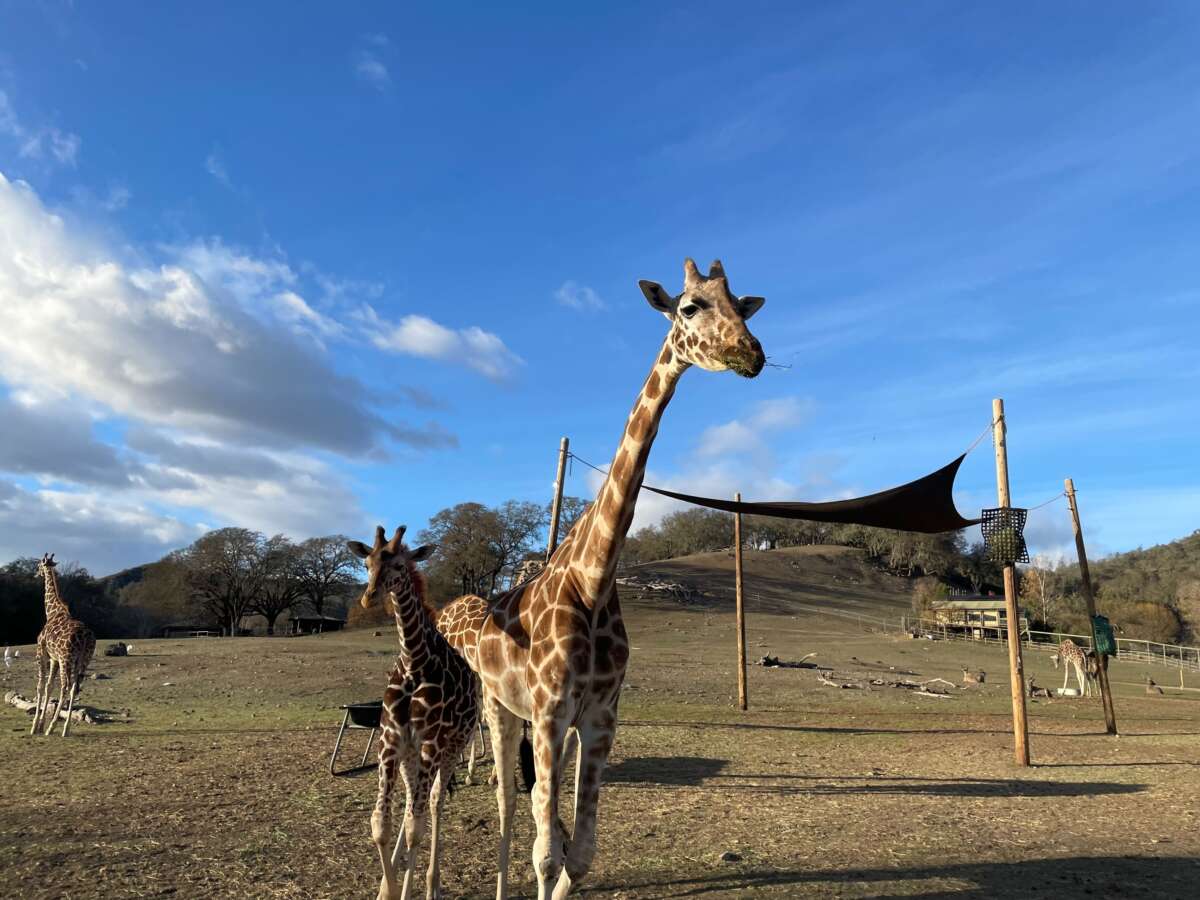 Kulula the giraffe