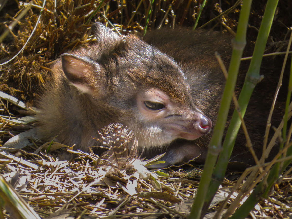 young blue duiker