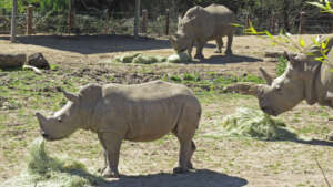 Otto almost year old rhino