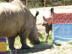 Otto's 1st birthday