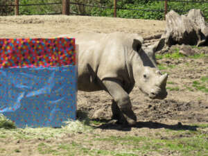 Otto's 1st birthday