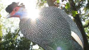 Kenya Crested Guinea Fowl