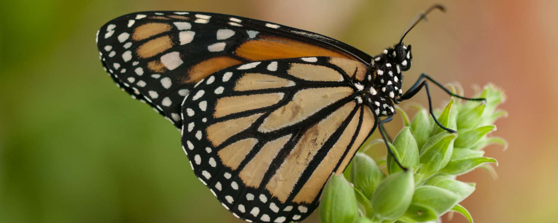 Monarch