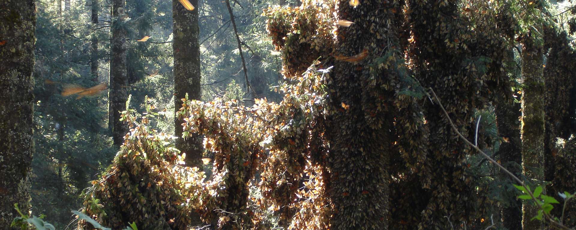 Monarchs in Mexico