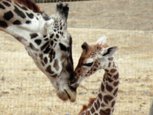 Onyal the giraffe by Cheryl Crowley