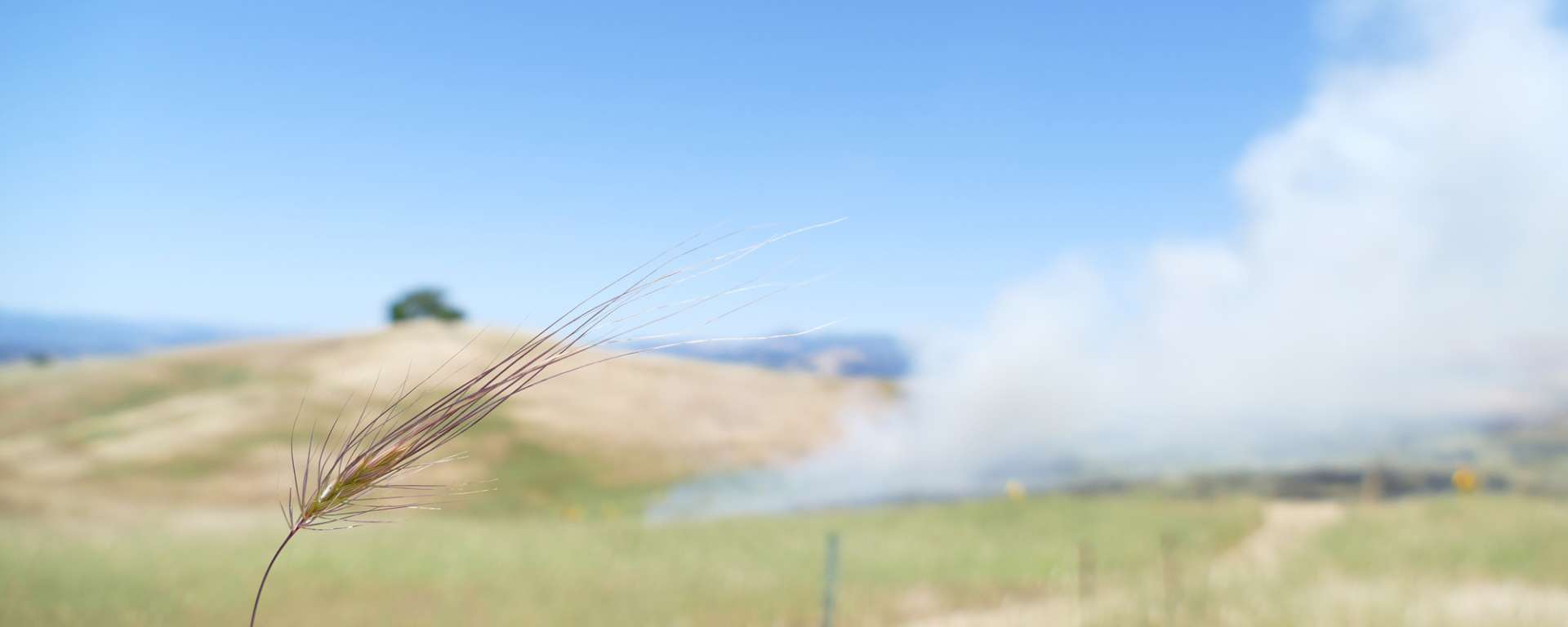 Prescribed Burns