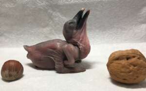 Newly hatched Archer