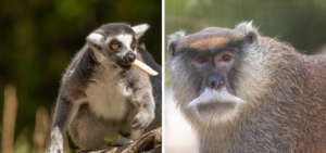 Ring Tailed Lemur and Patas Monkey