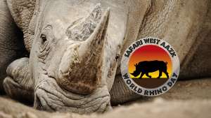 Save the Rhino