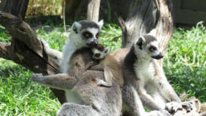 Ring-tailed Lemur with Baby