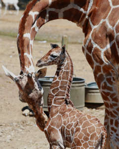 Baby Giraffe