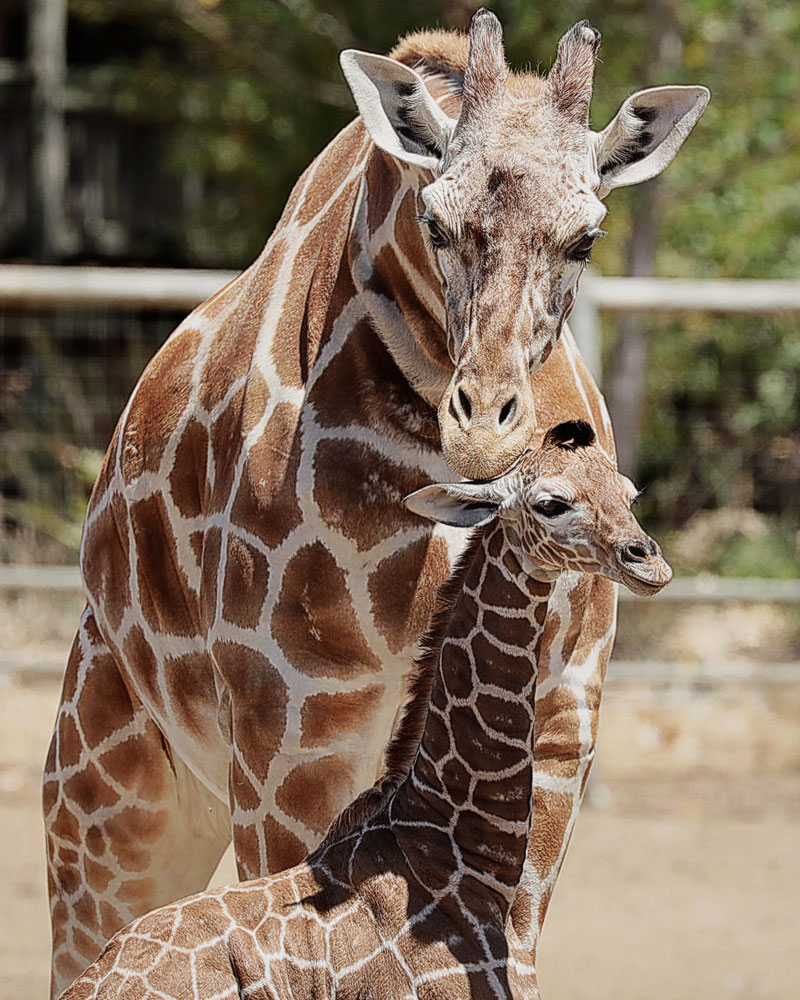 Baby Giraffe