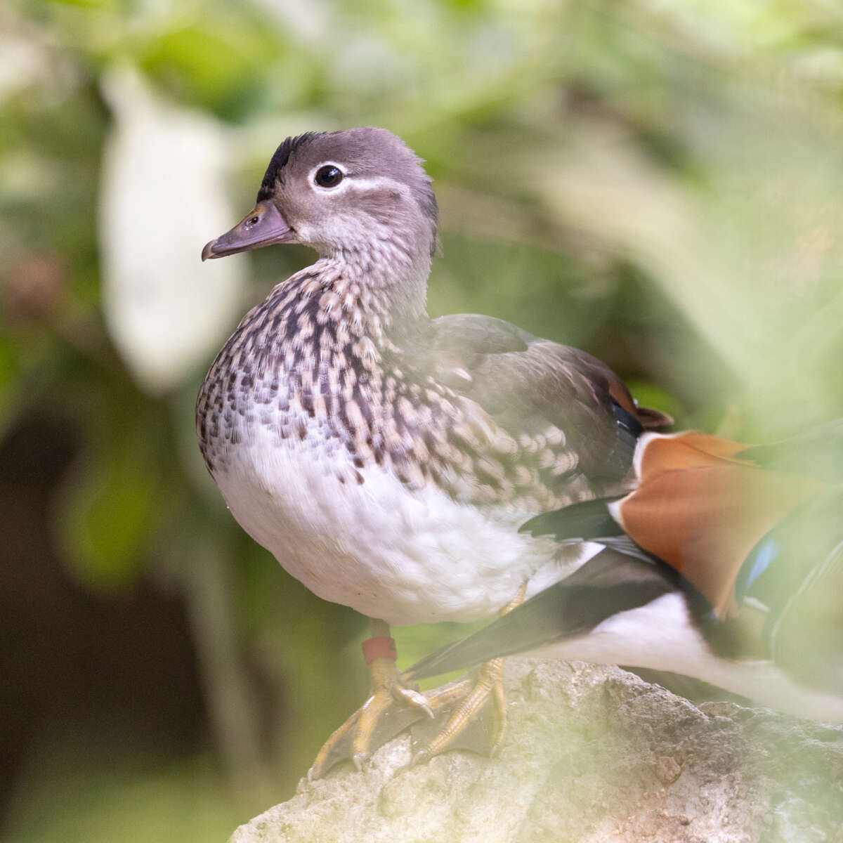 female mandarin duck