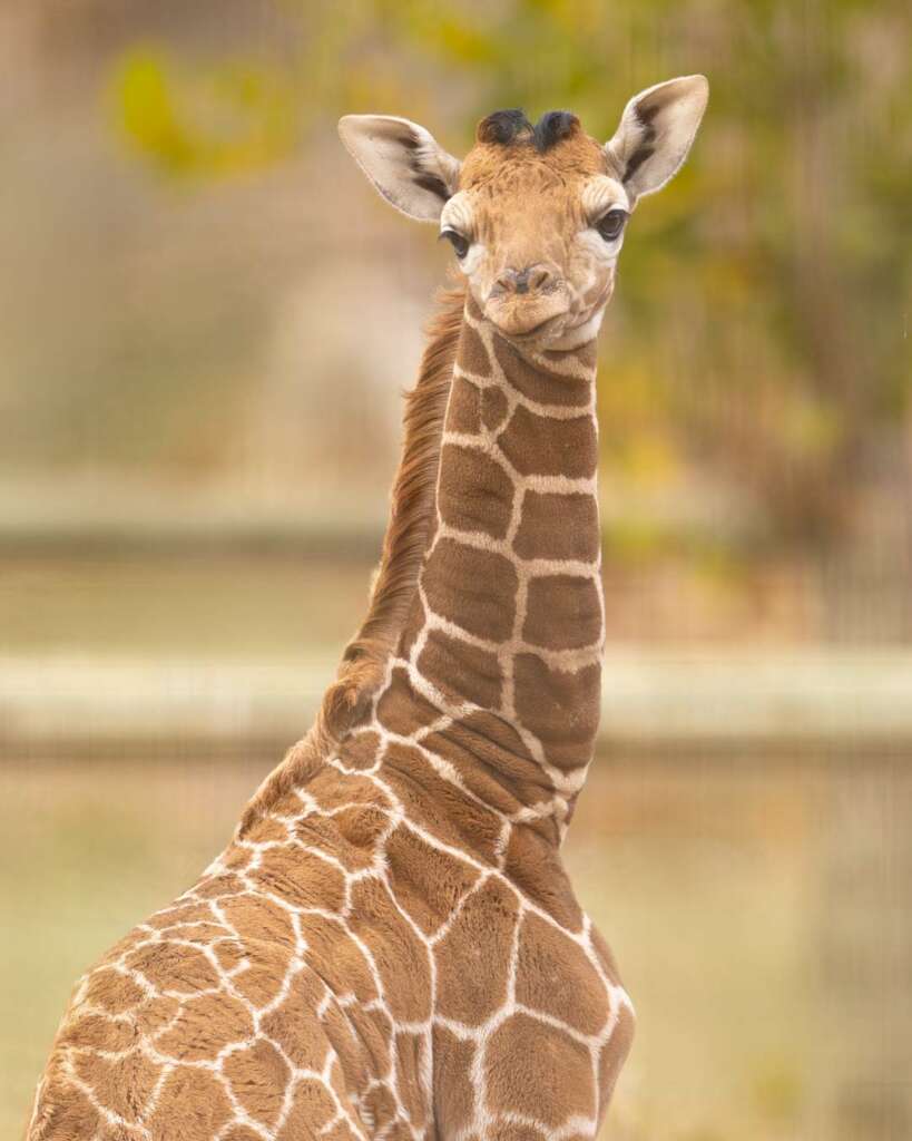 Giraffe Baby Grace