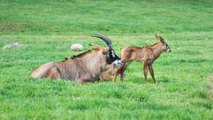 Roan Antelope by Nate Woodward